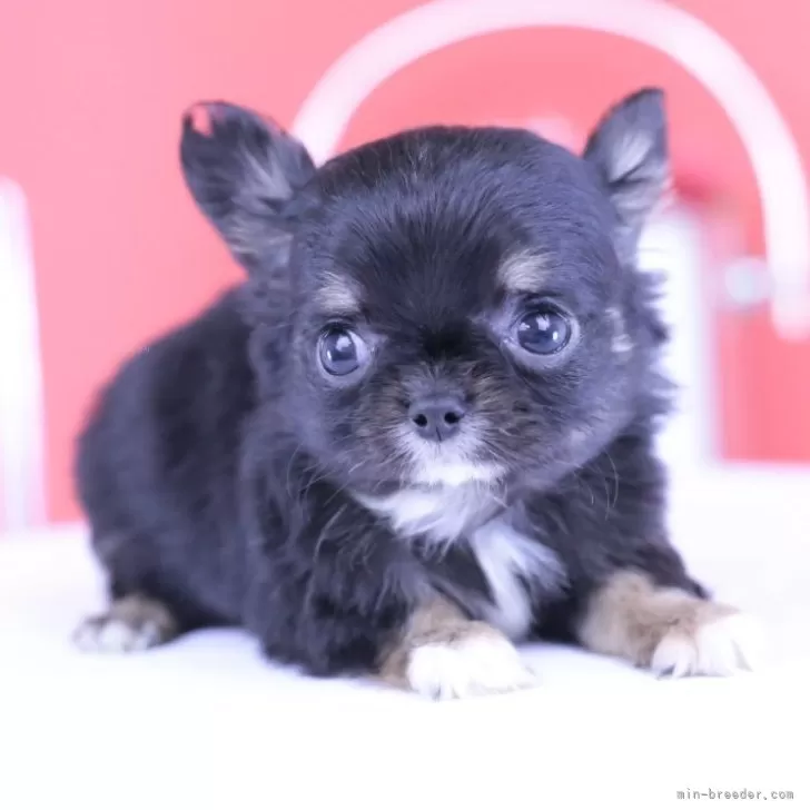 ID:2505-00731の子犬