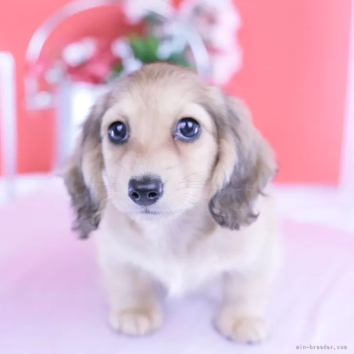 カニンヘンダックスフンド(ロング)【愛知県・女の子・2025年9月6日・シェーデッドイエロー♡】の写真1