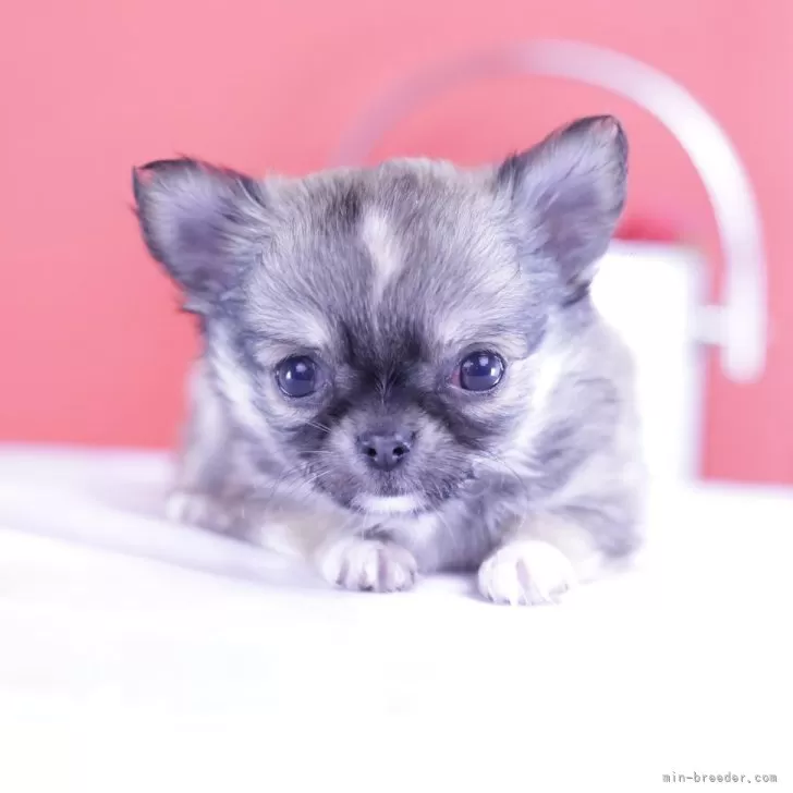 ID:2502-03520の子犬