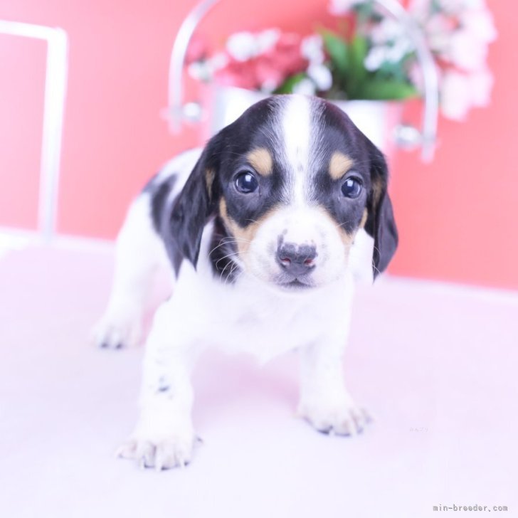 ブリーダー画像