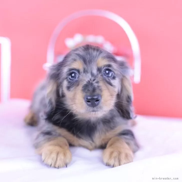 ID：2506-05959の子犬