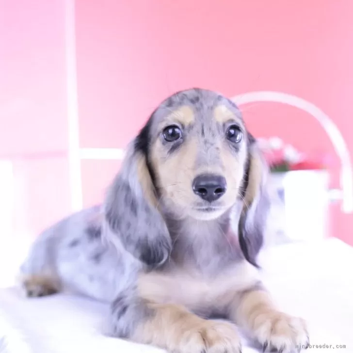 N.S 様のお迎えした子犬