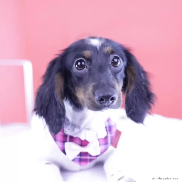 ID：2501-03291の子犬