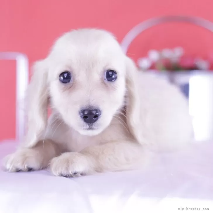 ID:2412-06223の子犬