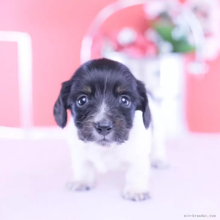 カニンヘンダックスフンド(ロング)【愛知県・男の子・2025年11月4日・ブラックタンパイボールド】の写真1