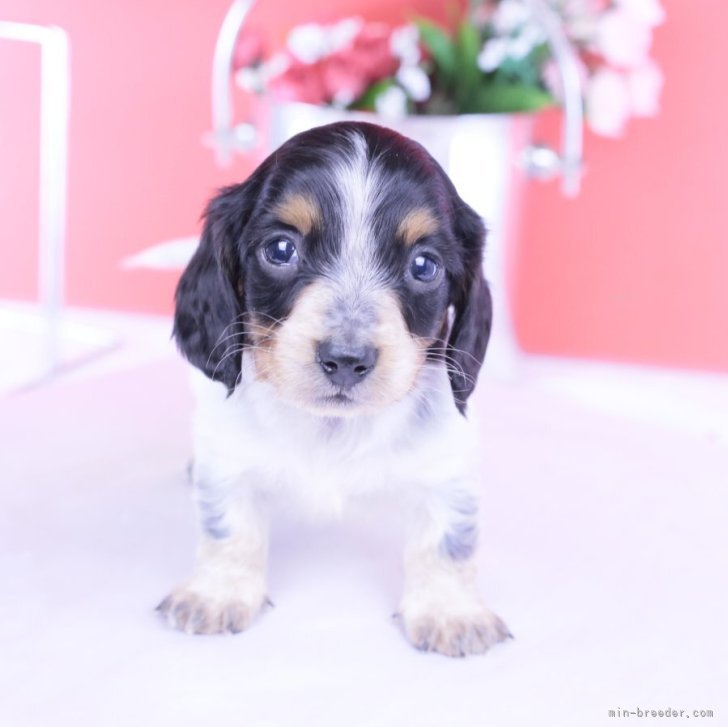 ブリーダー画像