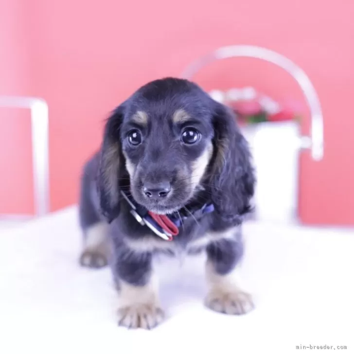 ID:2503-05697の子犬