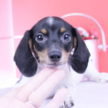 ミニチュアダックスフンド(スムース)【愛知県・男の子・2025年7月28日・ブラックタンパイボールド】の写真「ブリーダーアワード💗全国１～３位💗累計40冠」