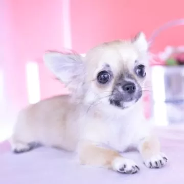 チワワ(ロング)【静岡県・女の子・2025年3月23日・ブラックタン