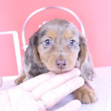 カニンヘンダックスフンド(ロング)【愛知県・男の子・2025年7月28日・チョコダップル】の写真「ブリーダーアワード💗全国１～３位💗累計40冠」