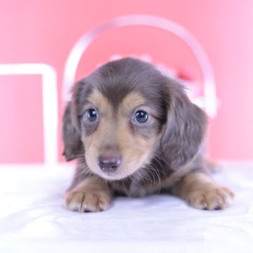 ミニチュアダックスフンド(ロング)【愛知県・男の子・2025年6月16日・チョコイエロー】の写真「ブリーダーアワード💗全国１～３位💗累計38冠」