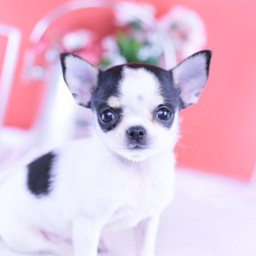 チワワ(スムース)【愛知県・女の子・2025年9月4日・ホワイト&ブラックタン】の写真「ブリーダーアワード💗全国１～３位💗累計40冠」