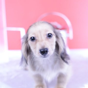 カニンヘンダックスフンド(ロング)【愛知県・男の子・2025年5月13日・ジェーデッドイエロー】の写真「ブリーダーアワード💗全国１～３位💗累計40冠」