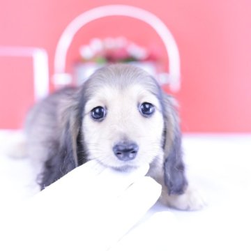 カニンヘンダックスフンド(ロング)【愛知県・男の子・2025年4月13日・シェーデッドイエロー】の写真「ブリーダーアワード💗全国１～３位💗累計38冠」