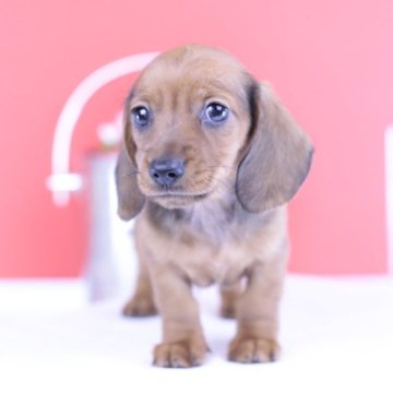 カニンヘンダックスフンド(スムース)【愛知県・男の子・2025年4月7日・レッド】の写真「ブリーダーアワード💗全国１～３位💗累計38冠」