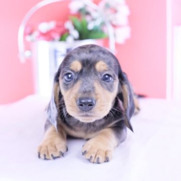 カニンヘンダックスフンド(スムース)【愛知県・男の子・2025年10月17日・シルバーダップル】の写真「ブリーダーアワード💗全国１～３位💗累計40冠」