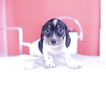 ミニチュアダックスフンド(スムース)【愛知県・男の子・2025年3月4日・ブラックタンパイボールド】の写真「ブリーダーアワード💗全国１～３位💗累計38冠」