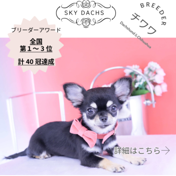 チワワ(ロング)【愛知県・女の子・2025年6月30日・ブラックタン】の写真「ブリーダーアワード💗全国１～３位💗累計40冠」