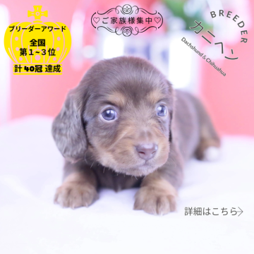 カニンヘンダックスフンド(ロング)【愛知県・女の子・2025年11月4日・チョコタン】の写真「ブリーダーアワード💗全国１～３位💗累計40冠」