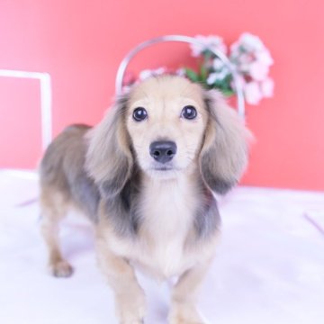 カニンヘンダックスフンド(ロング)【愛知県・男の子・2025年5月28日・シェーデッドイエロー】の写真「ブリーダーアワード💗全国１～３位💗累計40冠」