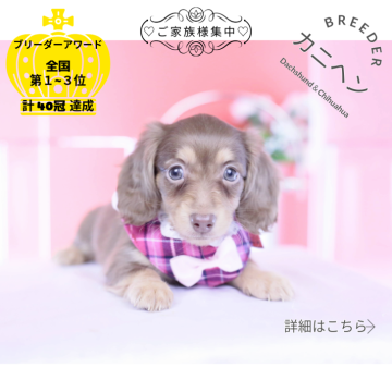 カニンヘンダックスフンド(ロング)【愛知県・女の子・2025年10月20日・チョコイエロー♡】の写真「ブリーダーアワード💗全国１～３位💗累計40冠」