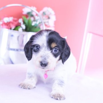 ミニチュアダックスフンド(ロング)【愛知県・女の子・2025年10月25日・ブラックタンパイボールド♡】の写真「ブリーダーアワード💗全国１～３位💗累計40冠」