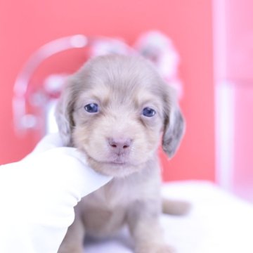 カニンヘンダックスフンド(ロング)【愛知県・女の子・2025年9月22日・チョコダップル♡】の写真「ブリーダーアワード💗全国1~3位💗累計38冠」