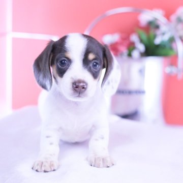 ミニチュアダックスフンド(スムース)【愛知県・女の子・2025年9月24日・チョコタンパイボールド♡】の写真「ブリーダーアワード💗全国１～３位💗累計40冠」