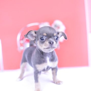 チワワ(スムース)【愛知県・女の子・2025年10月11日・ブルータン】の写真「ブリーダーアワード💗全国１～３位💗累計40冠」