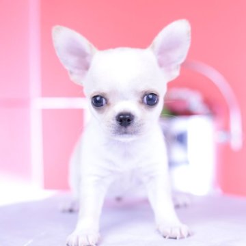 チワワ(スムース)【愛知県・男の子・2025年7月30日・クリーム】の写真「ブリーダーアワード💗全国１～３位💗累計40冠」