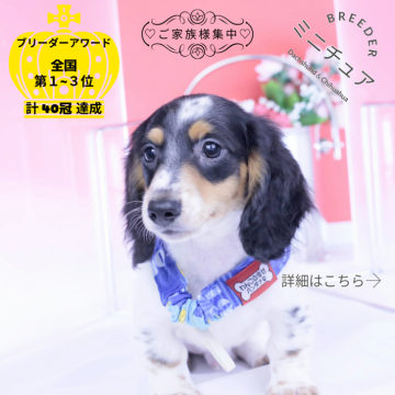 ミニチュアダックスフンド(ロング)【愛知県・男の子・2025年9月28日・ブラックタンパイボールド】の写真「ブリーダーアワード💗全国１～３位💗累計40冠」