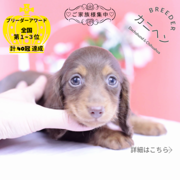 カニンヘンダックスフンド(ロング)【愛知県・女の子・2025年9月19日・チョコタン♡】の写真「ブリーダーアワード💗全国１～３位💗累計40冠」