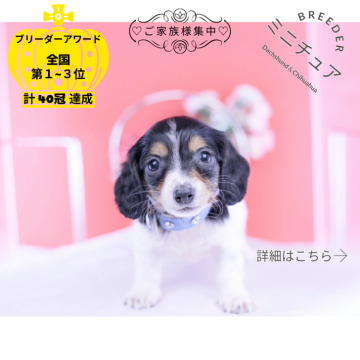 ミニチュアダックスフンド(ロング)【愛知県・男の子・2025年10月25日・ブラックタンパイボールド♡】の写真「ブリーダーアワード💗全国１～３位💗累計40冠」