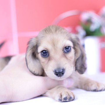 カニンヘンダックスフンド(ロング)【愛知県・女の子・2025年9月6日・シェーデッドイエロー♡】の写真「ブリーダーアワード💗全国1~3位💗累計40冠」