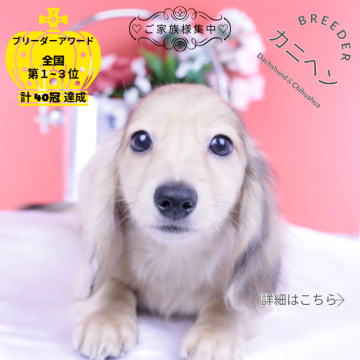 カニンヘンダックスフンド(ロング)【愛知県・男の子・2025年8月30日・イエローダップル】の写真「ブリーダーアワード💗全国１～３位💗累計40冠」