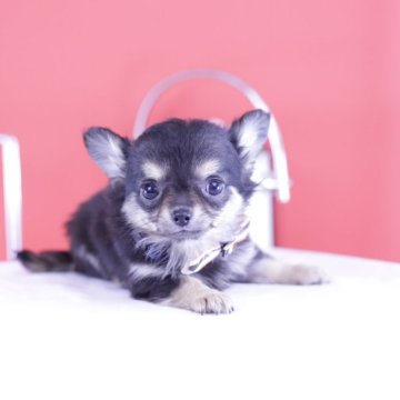 ブラック＆タンのチワワの子犬を探す｜ブリーダー直販の子犬販売