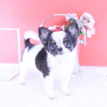 チワワ(ロング)【愛知県・男の子・2025年9月4日・ホワイト&ブラックタン】の写真「ブリーダーアワード💗全国１～３位💗累計40冠」