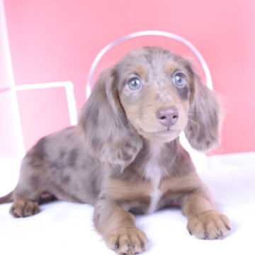 カニンヘンダックスフンド(ロング)【愛知県・男の子・2025年7月21日・チョコダップル】の写真「ブリーダーアワード💗全国1~3位💗累計40冠」