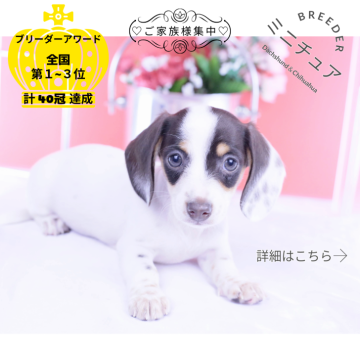 ミニチュアダックスフンド(スムース)【愛知県・女の子・2025年9月24日・チョコタンパイボールド♡】の写真「ブリーダーアワード💗全国１～３位💗累計40冠」