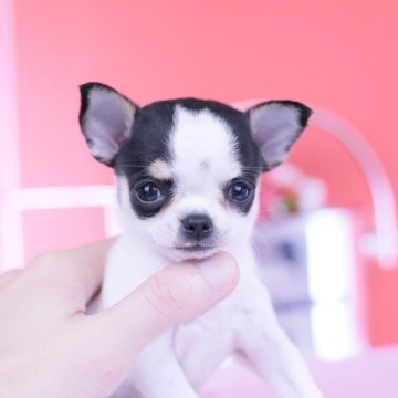 チワワ(スムース)【愛知県・女の子・2025年9月4日・ホワイト&ブラックタン】の写真「ブリーダーアワード💗全国１～３位💗累計40冠」