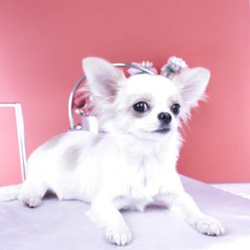 チワワ(ロング)【愛知県・女の子・2025年6月29日・ホワイトクリーム】の写真「ブリーダーアワード💗全国１～３位💗累計40冠」