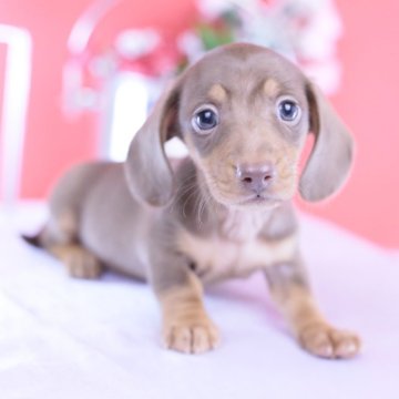 カニンヘンダックスフンド(スムース)【愛知県・男の子・2025年9月22日・チョコタン☆】の写真「ブリーダーアワード💗全国１～３位💗累計40冠」