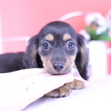 カニンヘンダックスフンド(ロング)【愛知県・男の子・2025年8月30日・ブラックタン】の写真「ブリーダーアワード💗全国1~3位💗累計40冠」