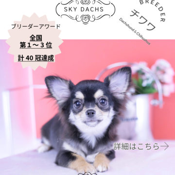 チワワ(ロング)【愛知県・女の子・2025年6月30日・ブラックタン】の写真「ブリーダーアワード💗全国１～３位💗累計40冠」