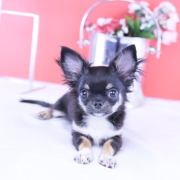 チワワ(ロング)【愛知県・男の子・2025年7月30日・ブラックタン】の写真「ブリーダーアワード💗全国１～３位💗累計40冠」