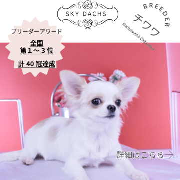 チワワ(ロング)【愛知県・女の子・2025年6月29日・ホワイトクリーム】の写真「ブリーダーアワード💗全国１～３位💗累計40冠」