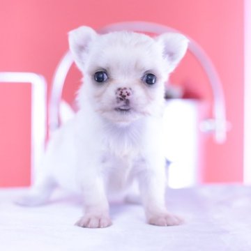 チワワ(ロング)【愛知県・女の子・2025年6月29日・ホワイトクリーム】の写真「ブリーダーアワード💗全国１～３位💗累計40冠」