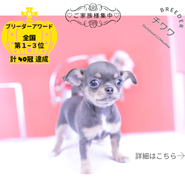 チワワ(スムース)【愛知県・女の子・2025年10月11日・ブルータン】の写真「ブリーダーアワード💗全国１～３位💗累計40冠」