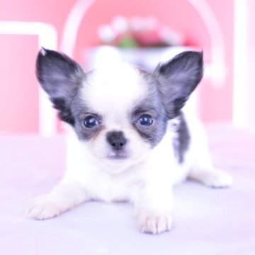 チワワ(ロング)【愛知県・男の子・2025年6月7日・ホワイト&レッド】の写真「ブリーダーアワード💗全国１～３位💗累計40冠」