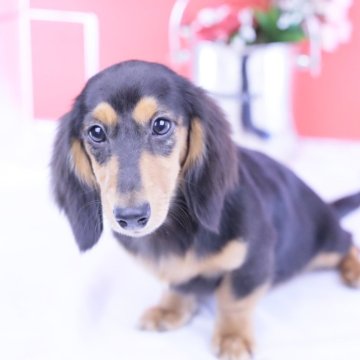 カニンヘンダックスフンド(ロング)【愛知県・女の子・2025年6月15日・ブラックイエロー♡】の写真「ブリーダーアワード💗全国１～３位💗累計40冠」